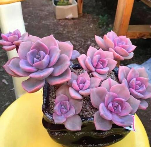 初恋叶片长斑点怎么办？初恋叶子发软发蔫？-第3张图片-优品飞百科