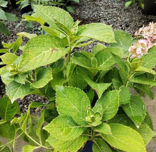 初恋叶片长斑点怎么办？初恋叶子发软发蔫？-第4张图片-优品飞百科