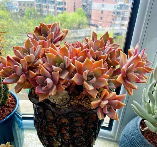 初恋叶片长斑点怎么办？初恋叶子发软发蔫？-第5张图片-优品飞百科