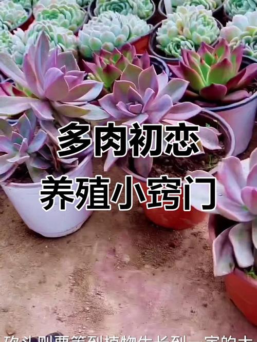 初恋叶片长斑点怎么办？初恋叶子发软发蔫？-第6张图片-优品飞百科