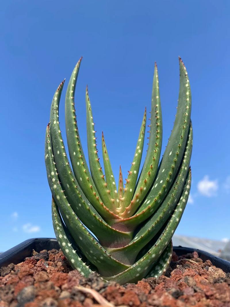 初恋叶片长斑点怎么办？初恋叶子发软发蔫？-第7张图片-优品飞百科