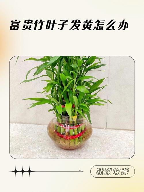 富贵竹长高了怎么办，富贵竹长高了怎么办修剪的时候是什么时候剪？