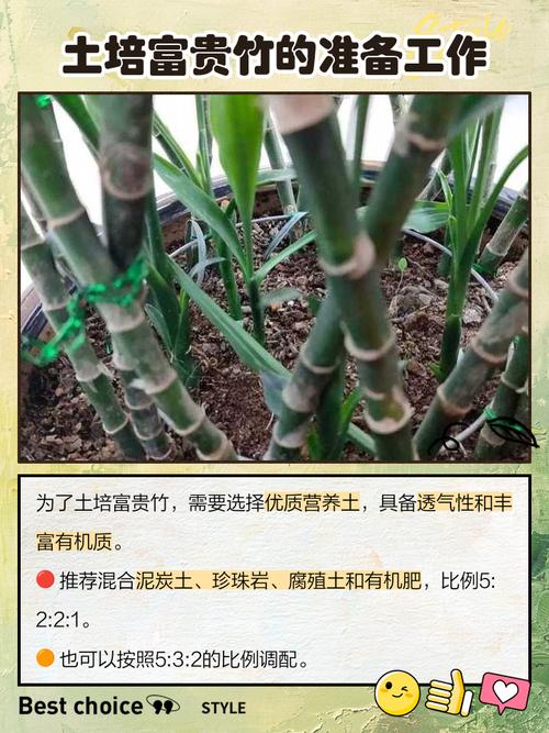 富贵竹长高了怎么办,富贵竹长高了怎么办修剪的时候是什么时候剪?-第2张图片-优品飞百科 富贵竹长高了怎么办,富贵竹长高了怎么办修剪的时候是什么时候剪?-第2张图片-优品飞百科