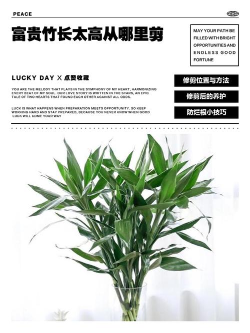 富贵竹长高了怎么办,富贵竹长高了怎么办修剪的时候是什么时候剪?-第3张图片-优品飞百科 富贵竹长高了怎么办,富贵竹长高了怎么办修剪的时候是什么时候剪?-第3张图片-优品飞百科