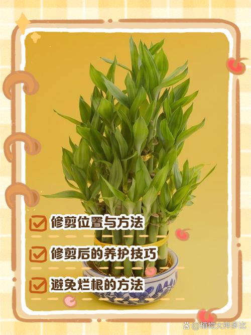 富贵竹长高了怎么办,富贵竹长高了怎么办修剪的时候是什么时候剪?-第4张图片-优品飞百科 富贵竹长高了怎么办,富贵竹长高了怎么办修剪的时候是什么时候剪?-第4张图片-优品飞百科