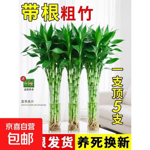 富贵竹长高了怎么办,富贵竹长高了怎么办修剪的时候是什么时候剪?-第5张图片-优品飞百科 富贵竹长高了怎么办,富贵竹长高了怎么办修剪的时候是什么时候剪?-第5张图片-优品飞百科