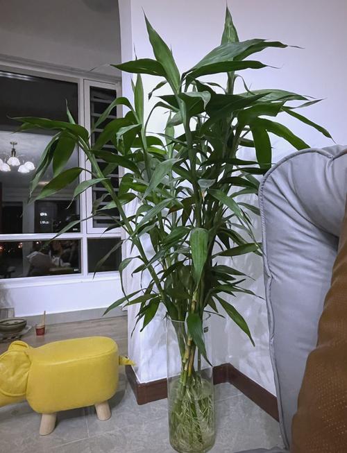 富贵竹长高了怎么办,富贵竹长高了怎么办修剪的时候是什么时候剪?-第6张图片-优品飞百科 富贵竹长高了怎么办,富贵竹长高了怎么办修剪的时候是什么时候剪?-第6张图片-优品飞百科