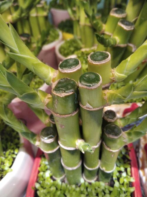 富贵竹长高了怎么办,富贵竹长高了怎么办修剪的时候是什么时候剪?-第7张图片-优品飞百科 富贵竹长高了怎么办,富贵竹长高了怎么办修剪的时候是什么时候剪?-第7张图片-优品飞百科