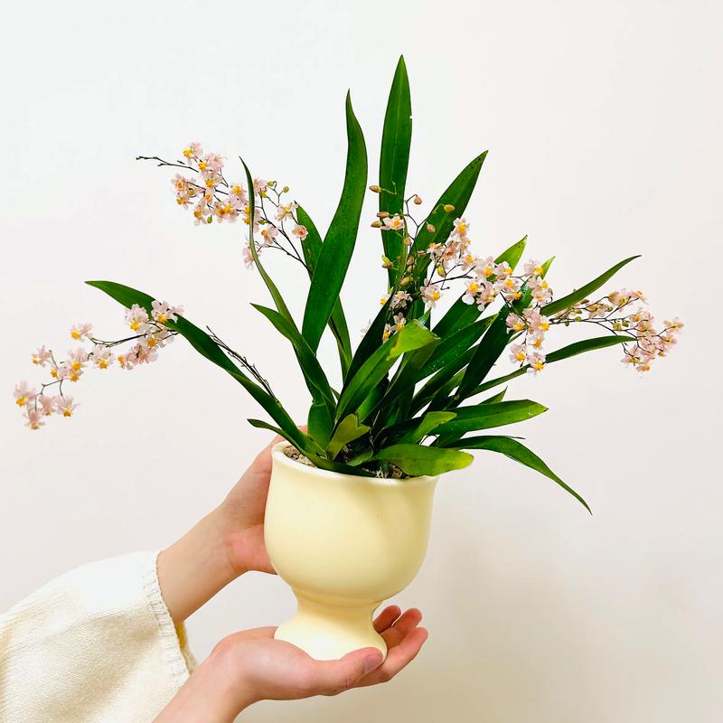 梦香兰叶子发黄怎么办，梦香兰叶子根部皱了怎么办