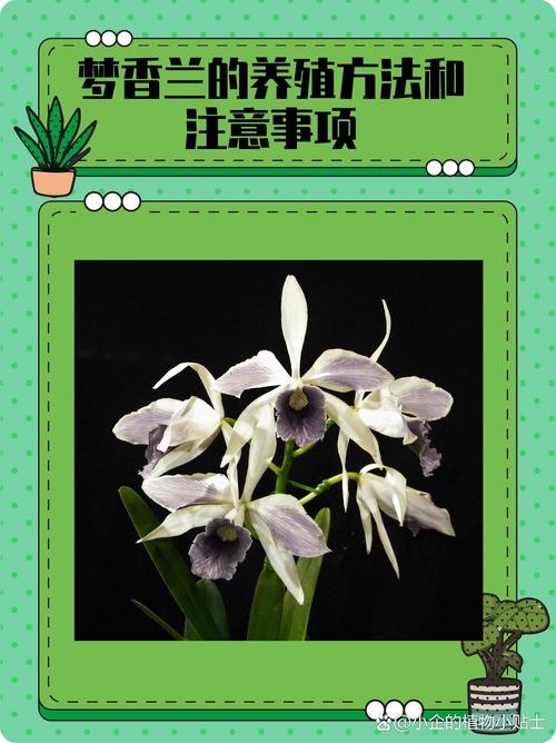 梦香兰叶子发黄怎么办，梦香兰叶子根部皱了怎么办-第2张图片-优品飞百科