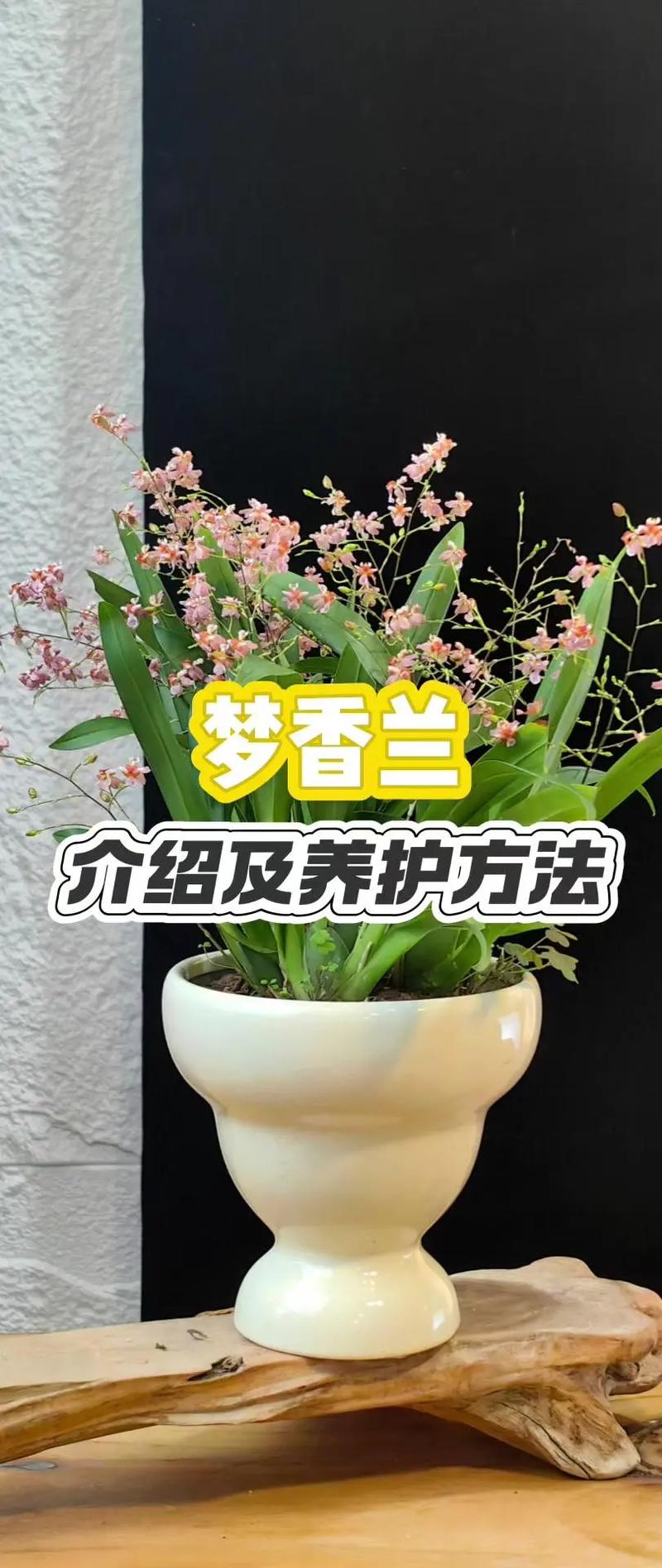 梦香兰叶子发黄怎么办，梦香兰叶子根部皱了怎么办-第3张图片-优品飞百科