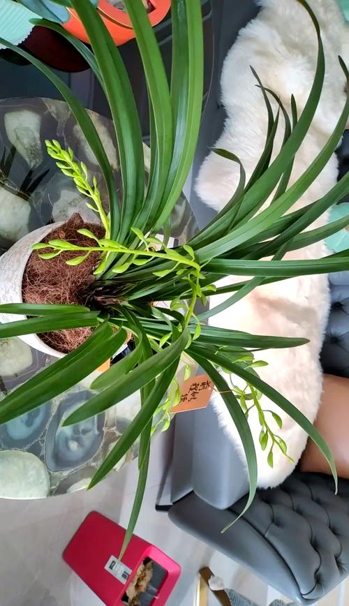 梦香兰叶子发黄怎么办，梦香兰叶子根部皱了怎么办-第4张图片-优品飞百科