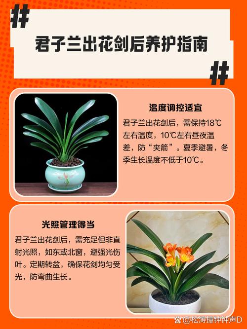 君子兰什么季节开花？君子兰8月开花有什么寓意？-第1张图片-优品飞百科