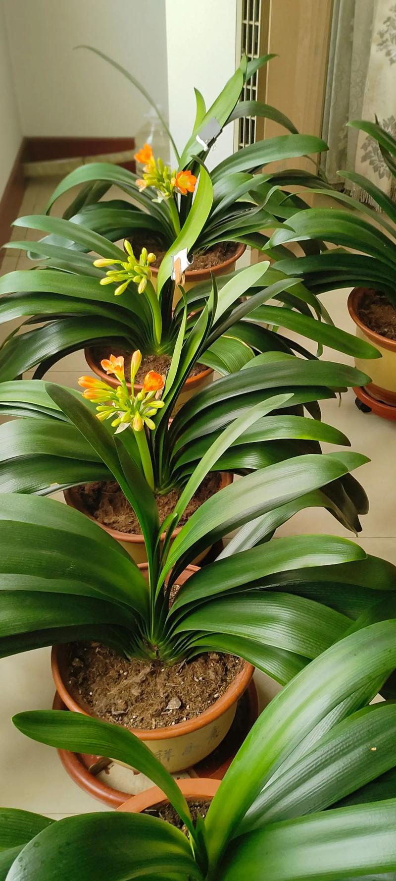 君子兰什么季节开花？君子兰8月开花有什么寓意？-第2张图片-优品飞百科