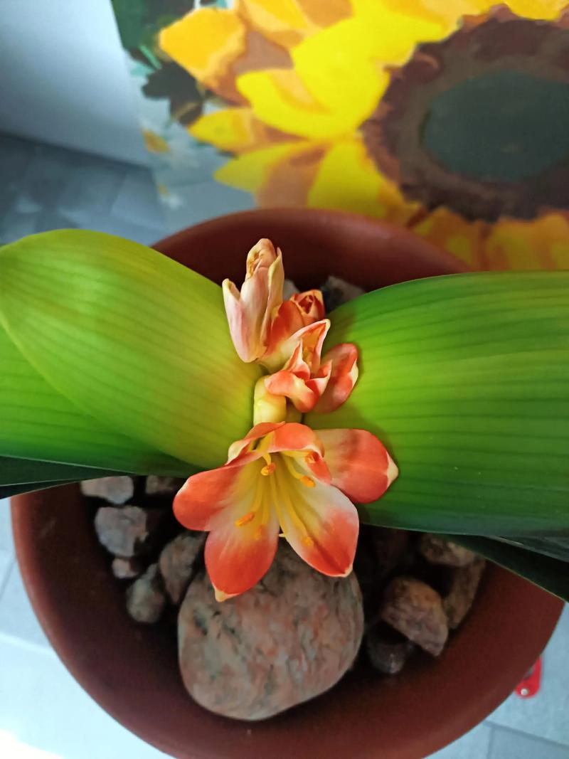 君子兰什么季节开花？君子兰8月开花有什么寓意？-第4张图片-优品飞百科