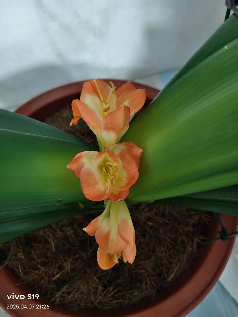 君子兰什么季节开花？君子兰8月开花有什么寓意？-第5张图片-优品飞百科