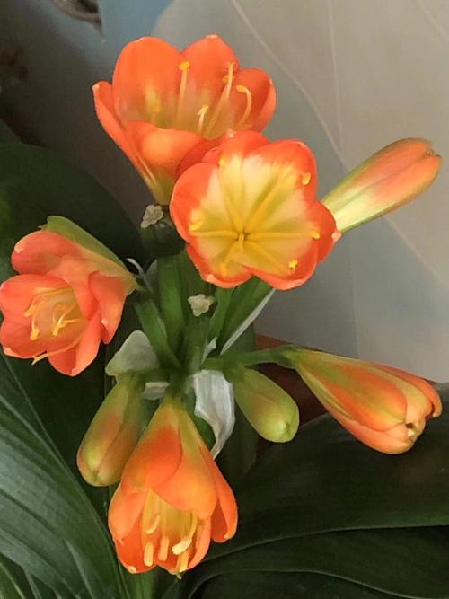 君子兰什么季节开花？君子兰8月开花有什么寓意？-第6张图片-优品飞百科