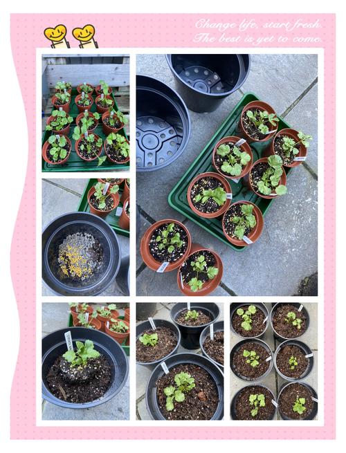 花毛茛种球可以分割吗，花毛茛种球春天可以种吗？-第2张图片-优品飞百科