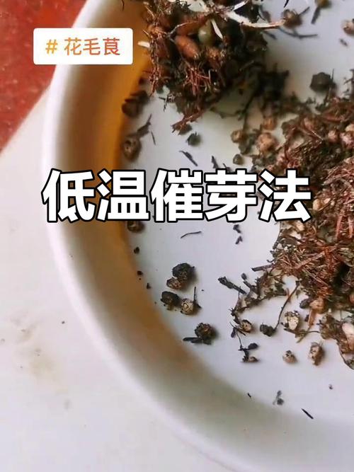 花毛茛种球可以分割吗，花毛茛种球春天可以种吗？-第3张图片-优品飞百科