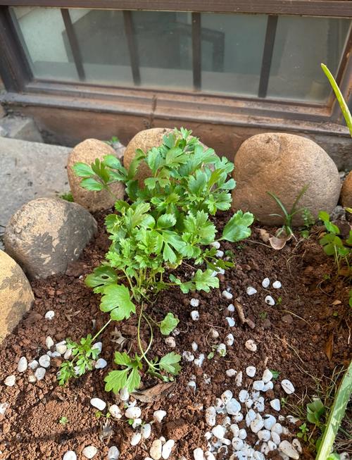 花毛茛种球可以分割吗，花毛茛种球春天可以种吗？-第4张图片-优品飞百科