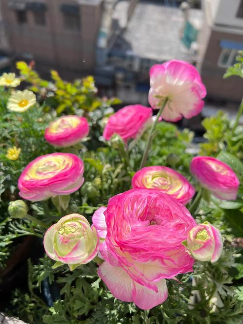 花毛茛种球可以分割吗，花毛茛种球春天可以种吗？-第5张图片-优品飞百科