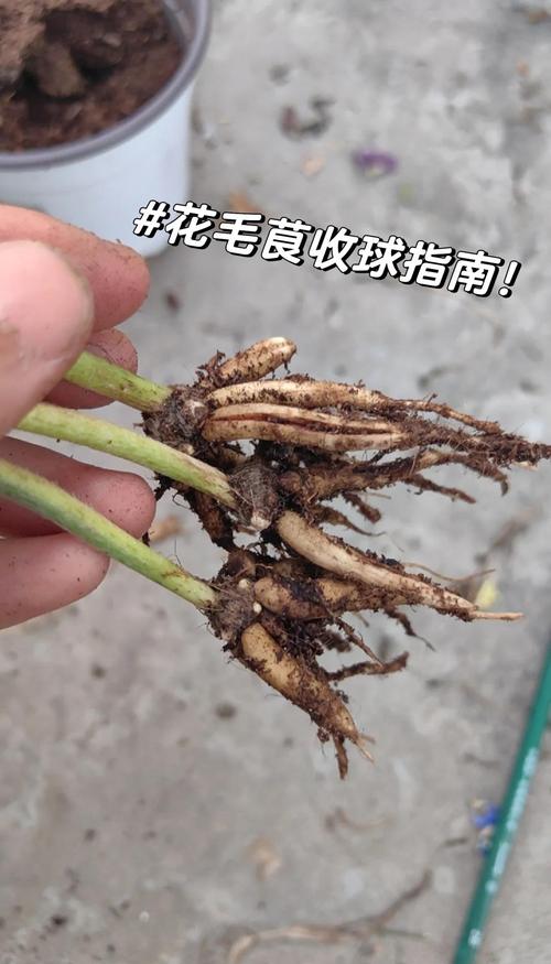 花毛茛种球可以分割吗，花毛茛种球春天可以种吗？-第6张图片-优品飞百科