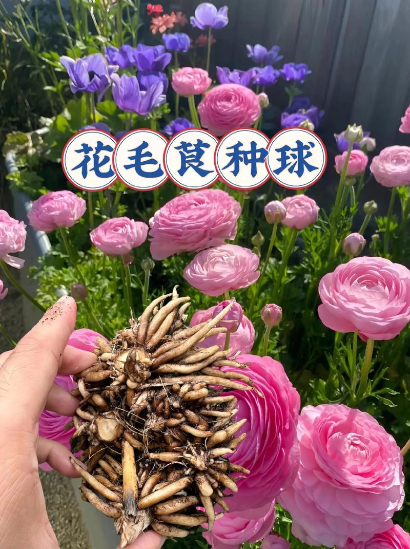 花毛茛种球可以分割吗，花毛茛种球春天可以种吗？-第7张图片-优品飞百科