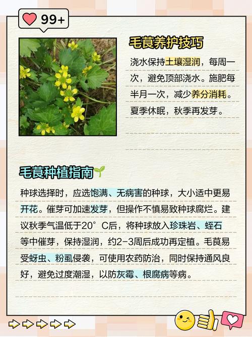 花毛茛种球可以分割吗，花毛茛种球春天可以种吗？-第8张图片-优品飞百科