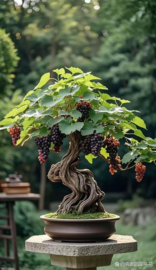 盆栽葡萄几年结果？盆栽葡萄树苗什么时候容易活？