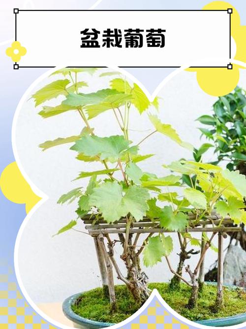 盆栽葡萄几年结果？盆栽葡萄树苗什么时候容易活？-第2张图片-优品飞百科