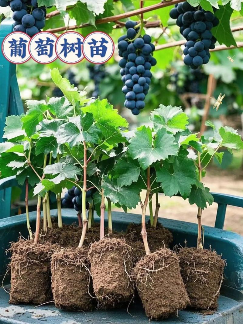 盆栽葡萄几年结果？盆栽葡萄树苗什么时候容易活？-第3张图片-优品飞百科