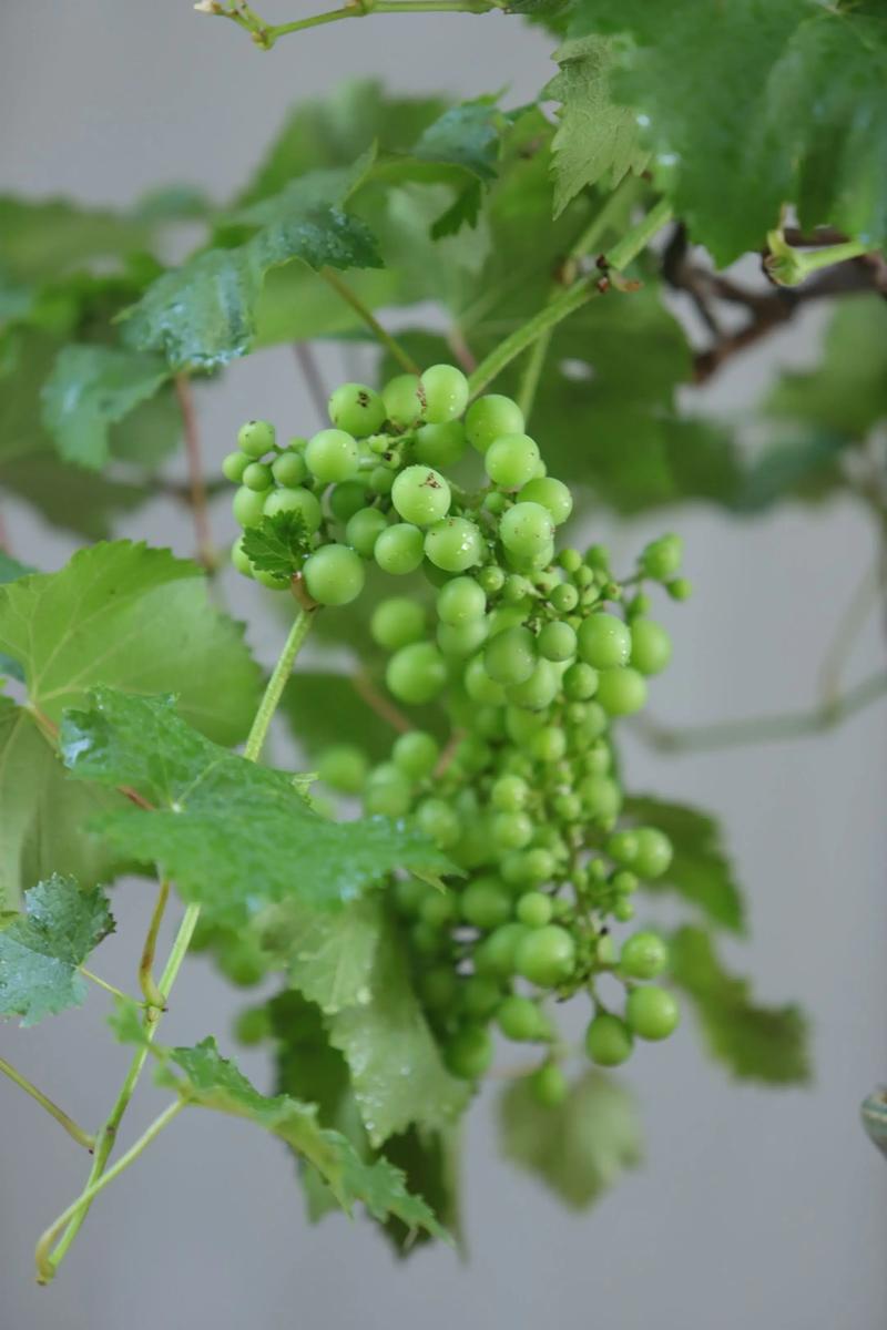 盆栽葡萄几年结果？盆栽葡萄树苗什么时候容易活？-第4张图片-优品飞百科