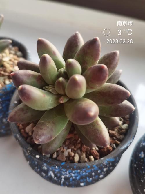 千代田之松怎么养，千代田之松养护