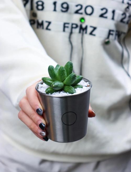 千代田之松怎么养，千代田之松养护-第2张图片-优品飞百科