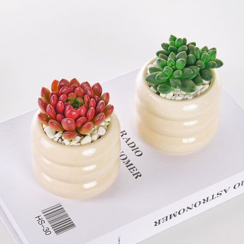 千代田之松怎么养，千代田之松养护-第4张图片-优品飞百科