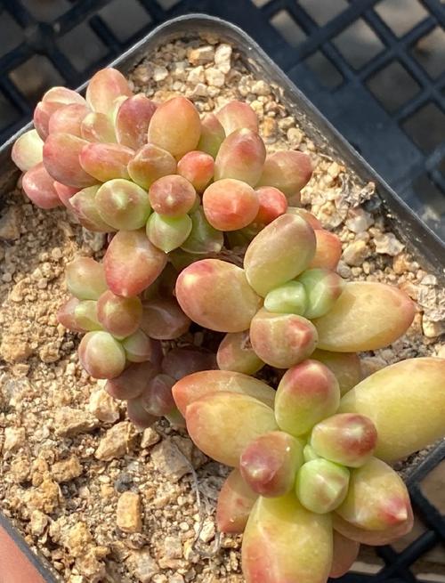 千代田之松怎么养，千代田之松养护-第6张图片-优品飞百科