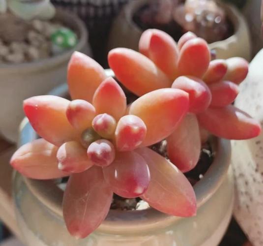 千代田之松怎么养，千代田之松养护-第7张图片-优品飞百科