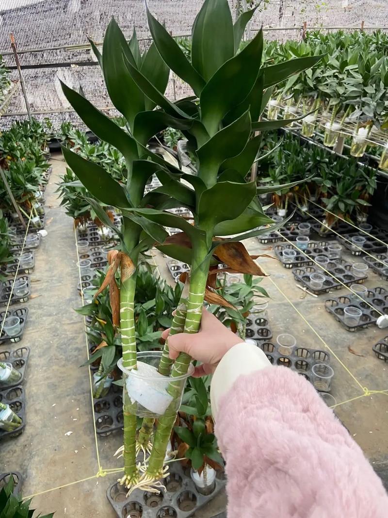 富贵竹长高了怎么修剪？水培富贵竹长高了怎么修剪？