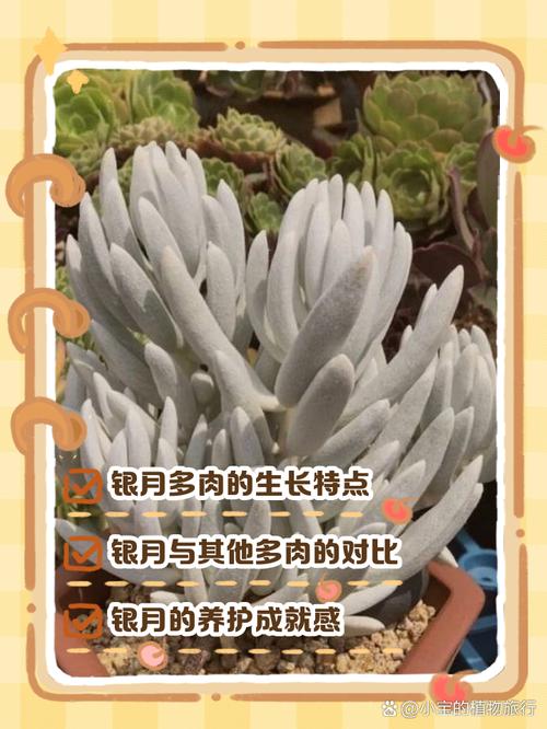 银皇帝的养殖方法及注意事项，银皇后养殖方法和注意事项