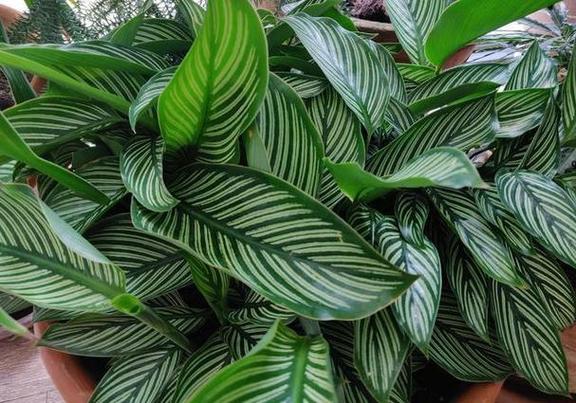 银皇帝的养殖方法及注意事项，银皇后养殖方法和注意事项-第3张图片-优品飞百科