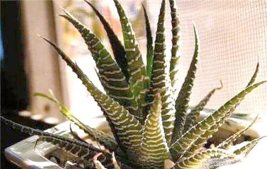 斑马芦荟的养殖方法及注意事项，斑马芦荟怎么修剪？