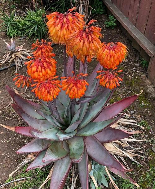 斑马芦荟的养殖方法及注意事项，斑马芦荟怎么修剪？-第3张图片-优品飞百科