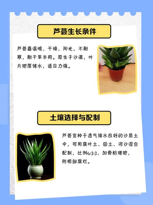 斑马芦荟的养殖方法及注意事项，斑马芦荟怎么修剪？-第4张图片-优品飞百科