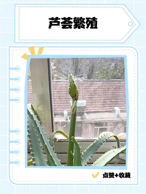 斑马芦荟的养殖方法及注意事项，斑马芦荟怎么修剪？-第5张图片-优品飞百科