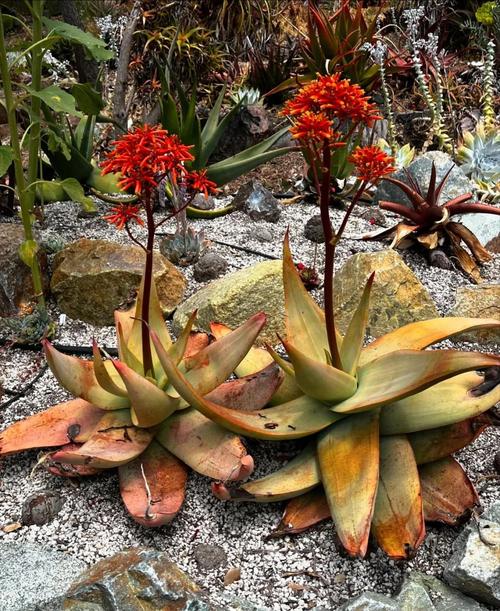 斑马芦荟的养殖方法及注意事项，斑马芦荟怎么修剪？-第6张图片-优品飞百科