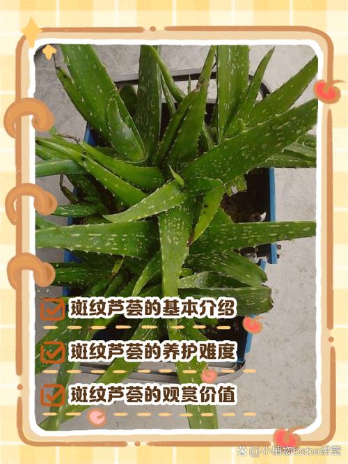 斑马芦荟的养殖方法及注意事项，斑马芦荟怎么修剪？-第7张图片-优品飞百科