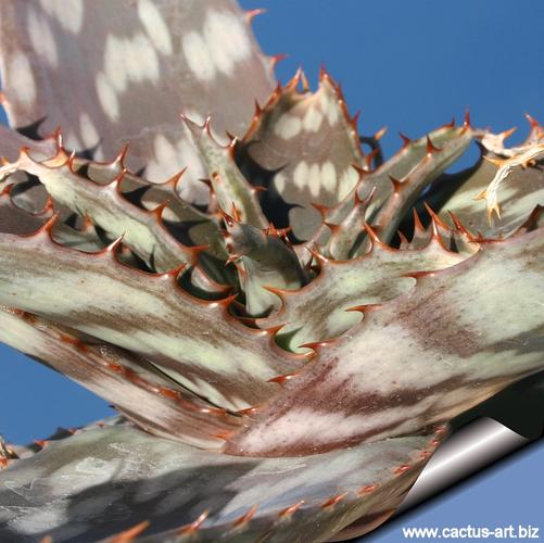 斑马芦荟的养殖方法及注意事项，斑马芦荟怎么修剪？-第8张图片-优品飞百科