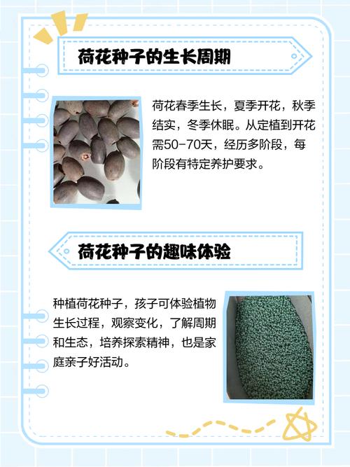 金莲花种子怎么种，金莲花的种植技术？