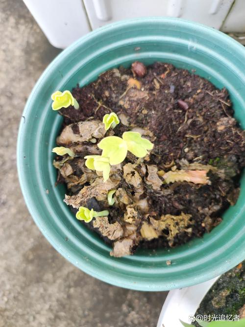 金莲花种子怎么种，金莲花的种植技术？-第2张图片-优品飞百科