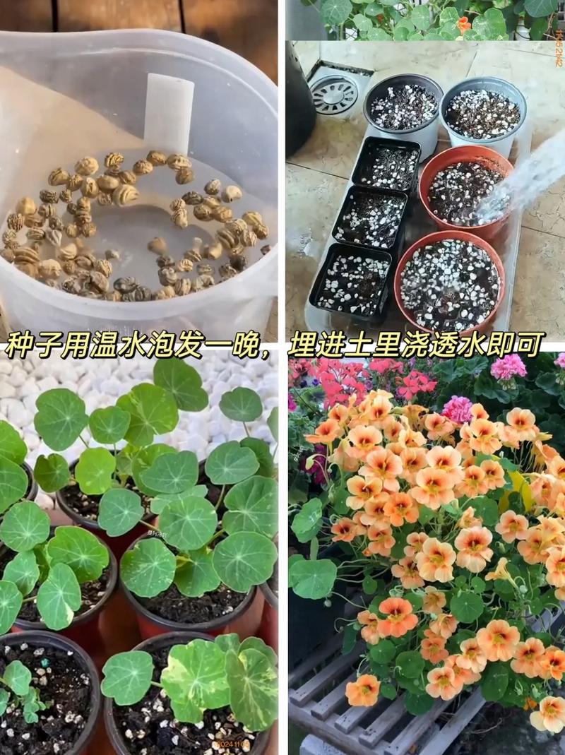 金莲花种子怎么种，金莲花的种植技术？-第3张图片-优品飞百科